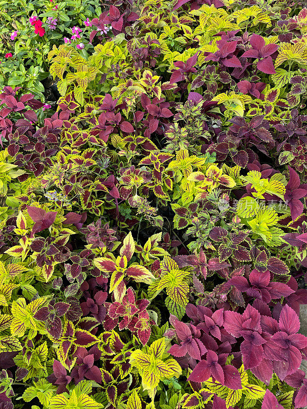 植物苗圃中心花盆中生长的黄花蓟(Coleus scutellarioides)芽和红绿叶的全帧图像，高架视图，关注前景